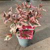 Fűrészeslevelű hortenzia - Hydrangea Serrata "Euphoria Pink" - K1,5