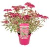 Fűrészeslevelű hortenzia - Hydrangea Serrata "Euphoria Pink" - K1,5