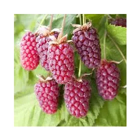   Tüskétlen szedermálna - Rubus obaccus "Loganberry"