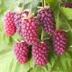 Tüskétlen szedermálna - Rubus obaccus "Loganberry"