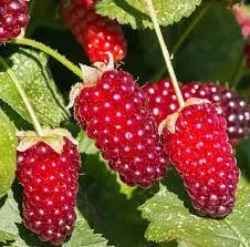 Tüskétlen szedermálna - Rubus obaccus "Loganberry"