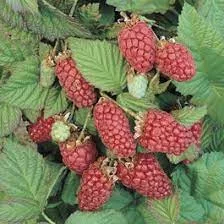 Tüskétlen szedermálna - Rubus obaccus "Loganberry"