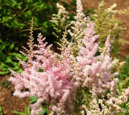 Tollbuga - Astilbe chinensis "Visions Inferno"