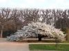 Fehér virágú Japán díszcseresznye - Prunus serrulata ‘Shirotae’