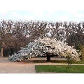Fehér virágú Japán díszcseresznye - Prunus serrulata ‘Shirotae’