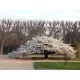 Fehér virágú Japán díszcseresznye - Prunus serrulata ‘Shirotae’