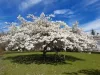 Fehér virágú Japán díszcseresznye - Prunus serrulata ‘Shirotae’