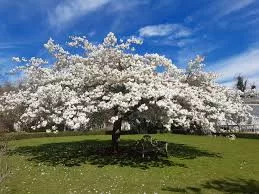 Fehér virágú Japán díszcseresznye - Prunus serrulata ‘Shirotae’