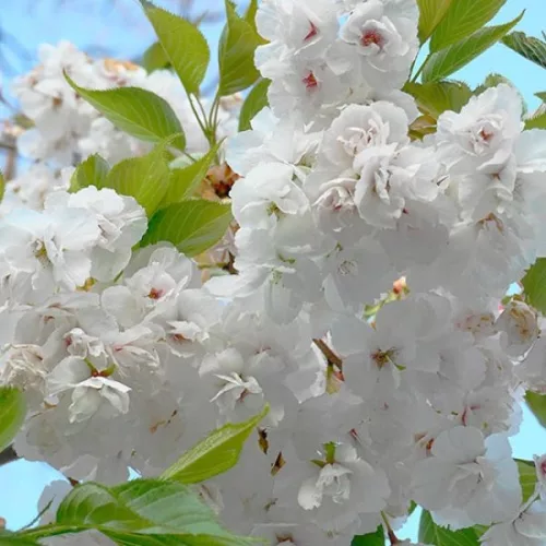 Fehér virágú Japán díszcseresznye - Prunus serrulata ‘Shirotae’