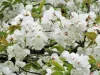 Fehér virágú Japán díszcseresznye - Prunus serrulata ‘Shirotae’