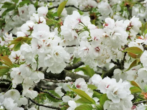 Fehér virágú Japán díszcseresznye - Prunus serrulata ‘Shirotae’