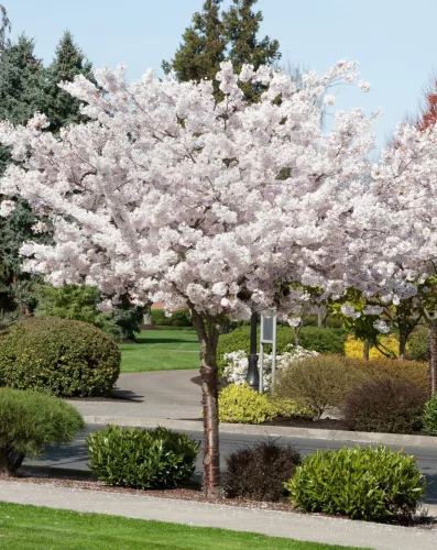 Fehér virágú Japán díszcseresznye - Prunus serrulata ‘Shirotae’