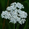 Cickafark - Achillea Millefolium "White Beauty"