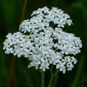 Cickafark - Achillea Millefolium "White Beauty"