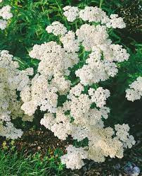 Cickafark - Achillea Millefolium "White Beauty"