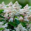 Bugás hortenzia - Hydrangea Paniculata "Early Harry "