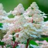 Bugás hortenzia - Hydrangea Paniculata "Early Harry "