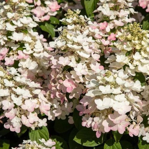 Bugás hortenzia - Hydrangea Paniculata "Early Harry "