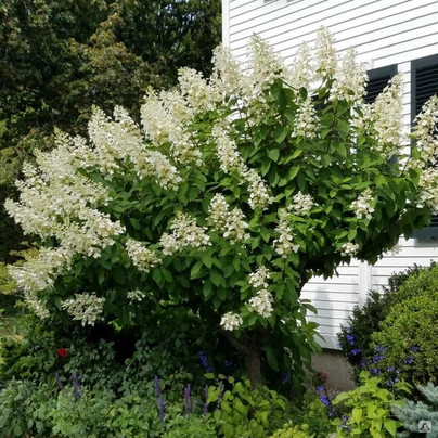 Bugás hortenzia - Hydrangea Paniculata "Early Harry "