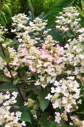 Bugás hortenzia - Hydrangea Paniculata "Early Harry "