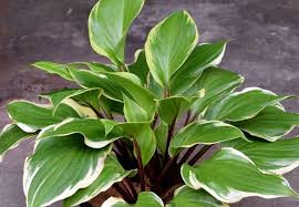 Árnyékliliom - Hosta 'Sorbet'