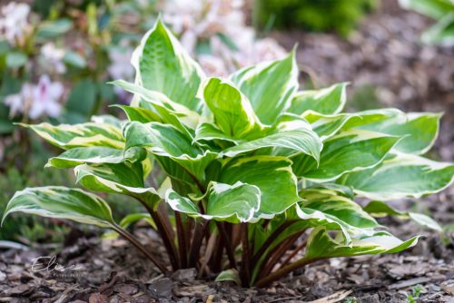 Árnyékliliom - Hosta 'Sorbet'