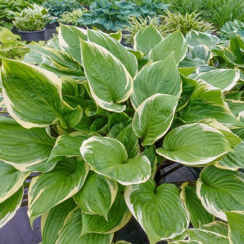 Árnyékliliom - Hosta 'Sorbet'