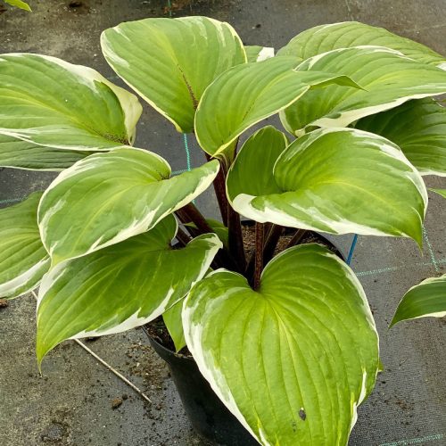 Árnyékliliom - Hosta 'Sorbet'