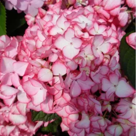   Kerti hortenzia - Hydrangea macrophylla "Salsa" Cs12