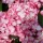 Kerti hortenzia - Hydrangea macrophylla "Salsa" Cs12
