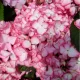 Kerti hortenzia - Hydrangea macrophylla "Salsa" Cs12