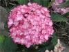 Kerti hortenzia - Hydrangea macrophylla "Salsa" Cs12