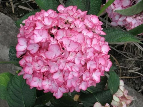 Kerti hortenzia - Hydrangea macrophylla "Salsa" Cs12