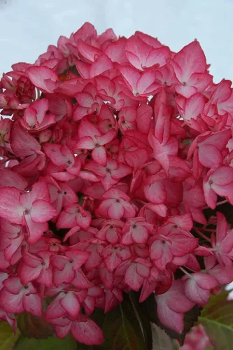 Kerti hortenzia - Hydrangea macrophylla "Salsa" Cs12