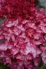 Kerti hortenzia - Hydrangea macrophylla "Salsa" Cs12