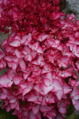 Kerti hortenzia - Hydrangea macrophylla "Salsa" Cs12