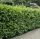 Babérmeggy - Prunus laurocerasus "Novita"