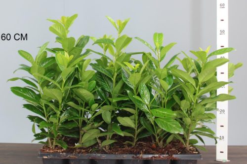 Babérmeggy - Prunus laurocerasus "Novita"