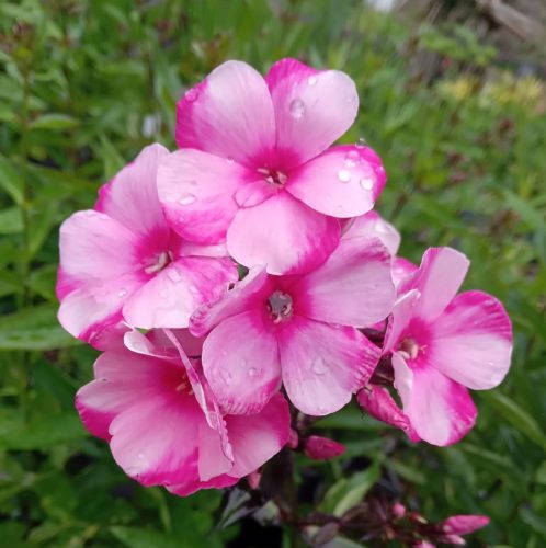 Bugás lángvirág - Phlox paniculata "Julia"