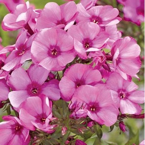 Bugás lángvirág - Phlox paniculata "Julia"