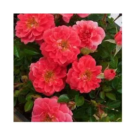 Futórózsa - Rosa "Salmon Queen"
