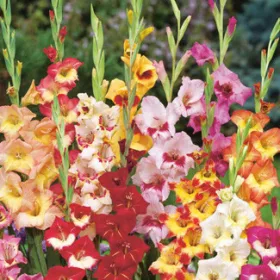 Kardvirág színkeverék - Gladiolus Mixed - 10 db