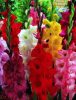 Kardvirág színkeverék - Gladiolus Mixed - 10 db