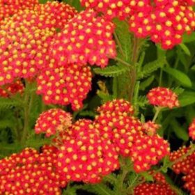 Cickafark - Achillea Millefolium "Safran"