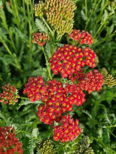 Cickafark - Achillea Millefolium "Safran"