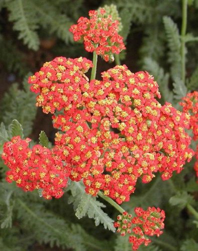 Cickafark - Achillea Millefolium "Safran"