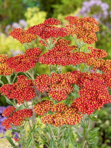 Cickafark - Achillea Millefolium "Safran"