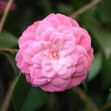 Camelia Japonica "Mrs. Tingley" - Japán Kamélia