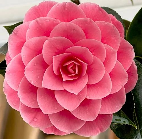 Camelia Japonica "Mrs. Tingley" - Japán Kamélia