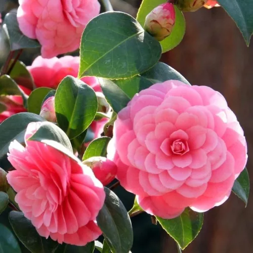 Camelia Japonica "Mrs. Tingley" - Japán Kamélia